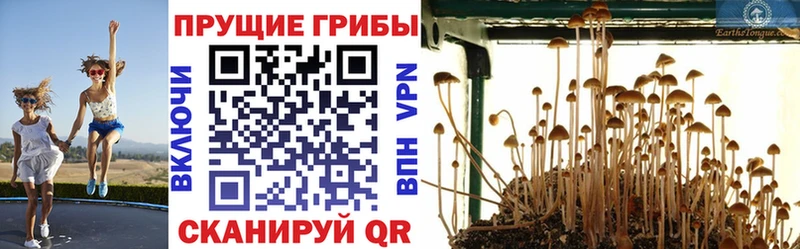 закладка  Мичуринск  Галлюциногенные грибы ЛСД 